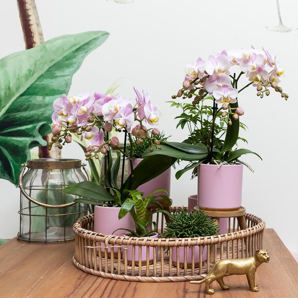 Kolibri Home | Gold foot pink bloempot - Roze keramieken sierpot met gouden rand - Ø6cm