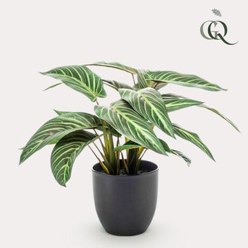 Kunstplant - Calathea Zebrina - Schaduwplant - 38 cm