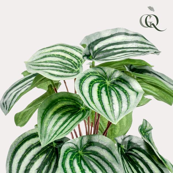 Kunstplant - Peperomia Argyreia - Watermelon -25 cm