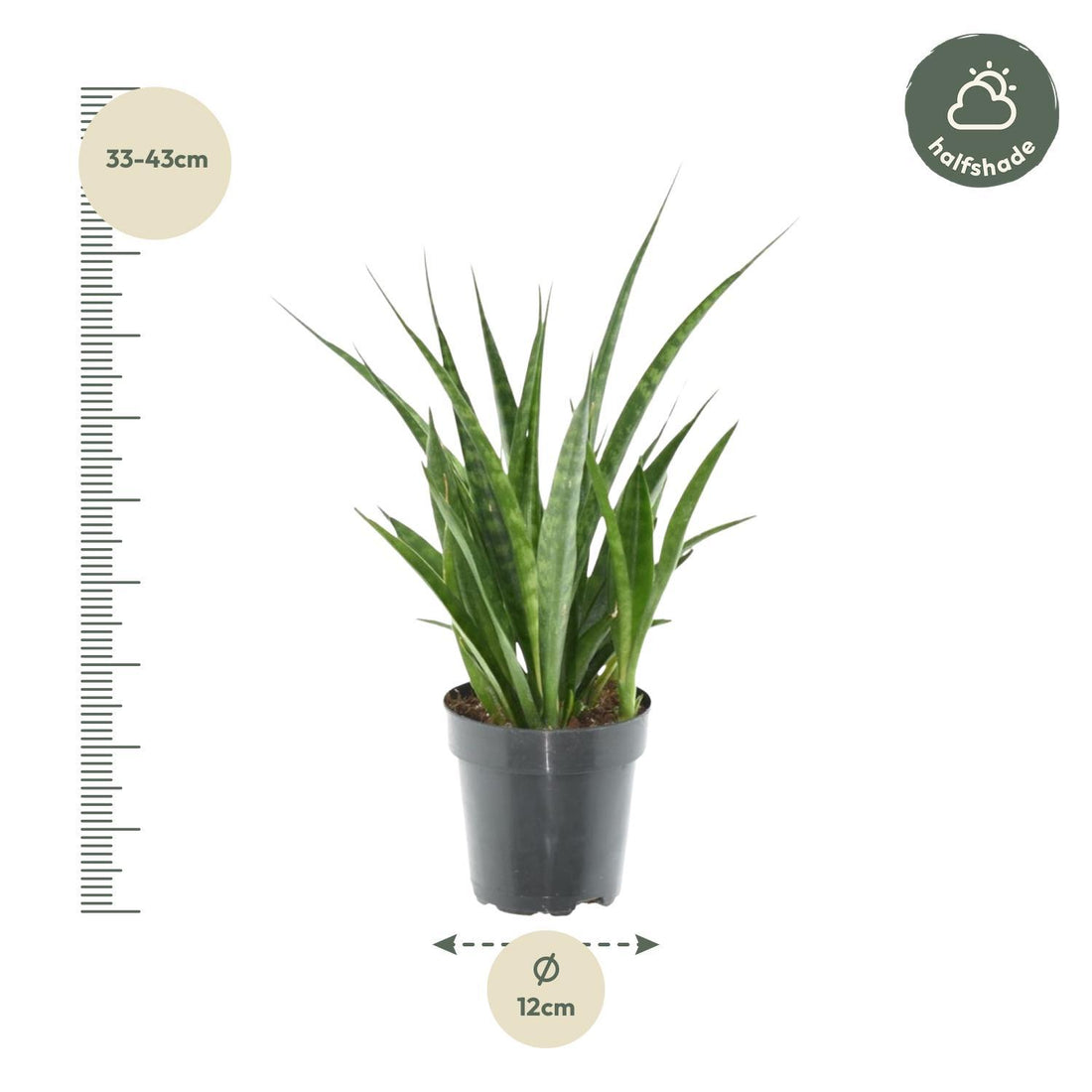 Sansevieria kirkii 'Friends' - 38 cm - ø12