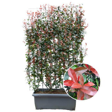 Photinia Fraseri 'Carré Rouge' - Glansmispel - Kant-en-Klaar Haag - 120 x 120 x 180 cm